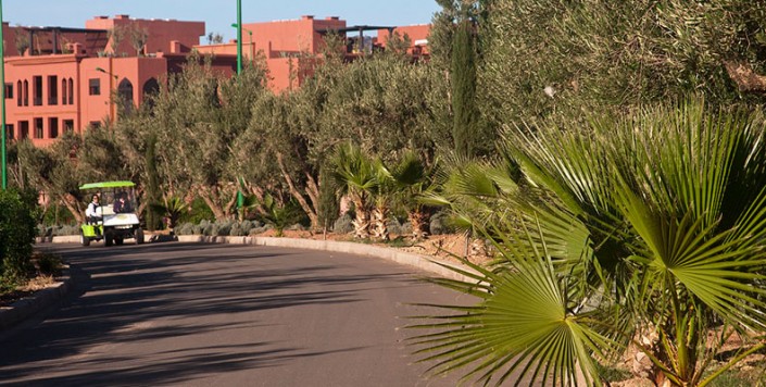 Der Olivengarten - Marrakesch